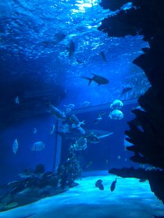 an aquarium filled with lots of different types of fish swimming around and under the water