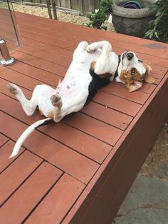 a dog that is laying down on a wooden deck with it's eyes closed