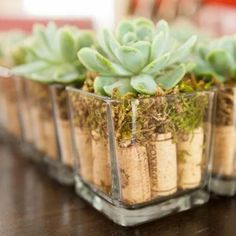 small glass planters filled with succulents on a table