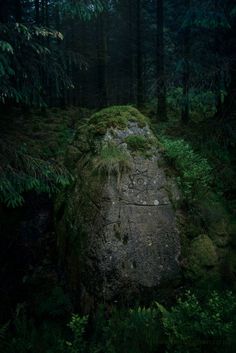 a moss covered rock in the middle of a forest