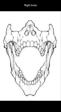 an animal's skull is shown in the shape of a bear's head