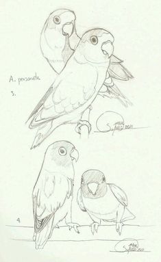 three birds are standing next to each other