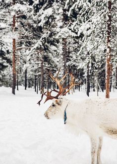 a white reindeer with antlers standing in the snow