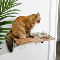 a cat sitting on top of a wooden shelf