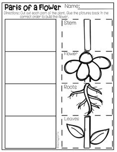 the parts of a flower worksheet