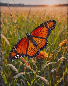 two orange butterflies sitting on top of a flower in a grass field with the sun behind them