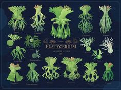 an image of plants that are green and have roots on them with the words platycerum above it