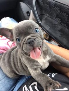 a small gray dog laying on top of someone's lap