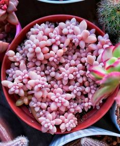 small pink flowers in a red bowl next to succulents and cacti