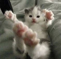 a kitten sitting on top of a bed with its paws in the air