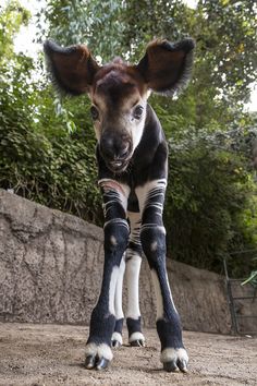 a baby zebra standing on top of a dirt field