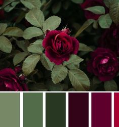 a bunch of red roses with green leaves in the center and color swatches below