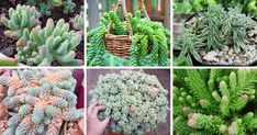 several different types of succulents and plants are shown in this collage