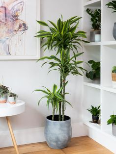 three potted plants sit on top of a wooden table in front of a white wall