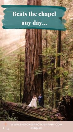 Redwoods Elopement Inspiration Coast Redwood, Beach Watch, Sunrise And Sunset, Foxes Photography, Redwood Forest, Elopement Ceremony