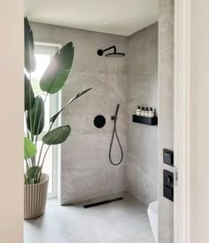 a bathroom with a shower, toilet and plant in the corner on the wall next to it