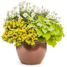 a potted plant with yellow and white flowers