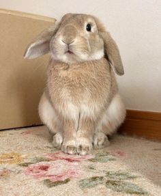 a rabbit sitting on the floor in front of a cardboard box with its ears up