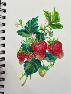 a drawing of strawberries with leaves and flowers