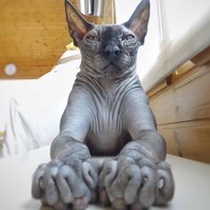 a hairless cat sitting on top of a bed