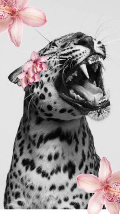 a black and white photo of a leopard with flowers in it's mouth next to pink orchids