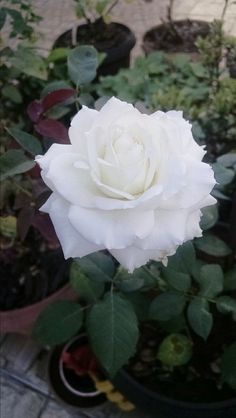 a white rose is blooming in a potted plant