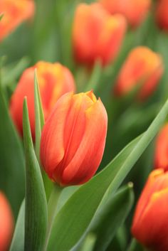 an orange tulip with green leaves in the foreground and red flowers in the background