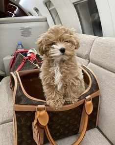 a small brown dog sitting inside of a bag on top of a seat in an airplane