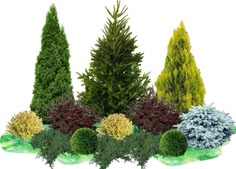 an assortment of trees and shrubs on a white background