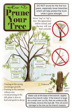 an info sheet describing how to prune a tree with pictures and instructions on it