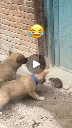 two puppies playing with each other in front of a door and an emoticive smiley face