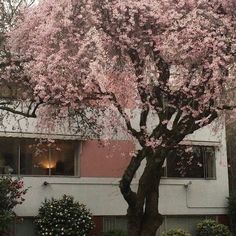 a tree with pink flowers in front of a building