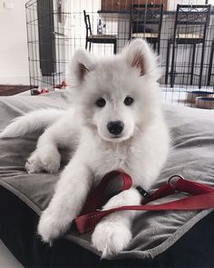 a small white dog sitting on top of a bed