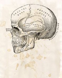 a drawing of a human skull with bones labeled in the upper half and lower half