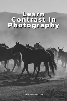 Want to learn about the power of contrast in photography so that you can create dynamic, visually striking images that highlight differences in tone, color, and texture? Contrast In Photography, Best Film Cameras, Contrast Photography, Photography Portfolio Website, Contrast Lighting, Name For Instagram, Color And Texture, Rule Of Thirds, Photography Guide