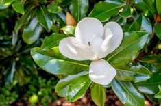 a white flower is blooming on a tree in the daytime light, with green leaves surrounding it