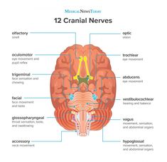 the frontal view of the human brain showing the cranil nervouss and their functions