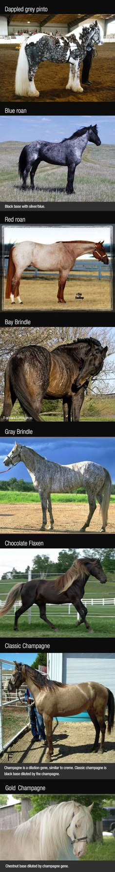 several different types of animals running in the grass