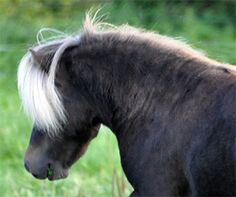 a black and white horse standing on top of a lush green field