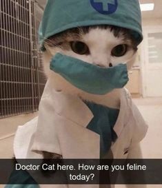 a cat wearing a surgical mask and coat with the caption, don't look at me now