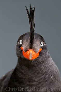 a close up of a bird with an orange beak and black feathers on it's head