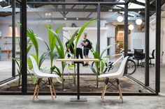 two white chairs sitting at a table in an open room with plants on the floor