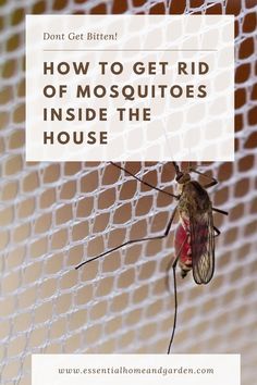 a mosquito on a net with the words how to get rid of mosquitoes inside the house