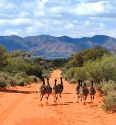 three ostriches are running down the dirt road