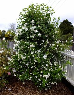 a bush with white flowers growing on it next to a wooden fence and shrubbery