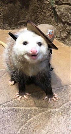 a ferret with a hat on it's head