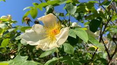 a white flower with yellow stamen in the center and green leaves around it on a sunny day