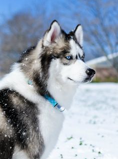 a husky dog is standing in the snow