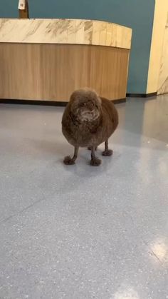 a brown bird standing on top of a floor next to a counter