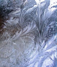 frosted glass with some plants and leaves in the middle, as seen from above